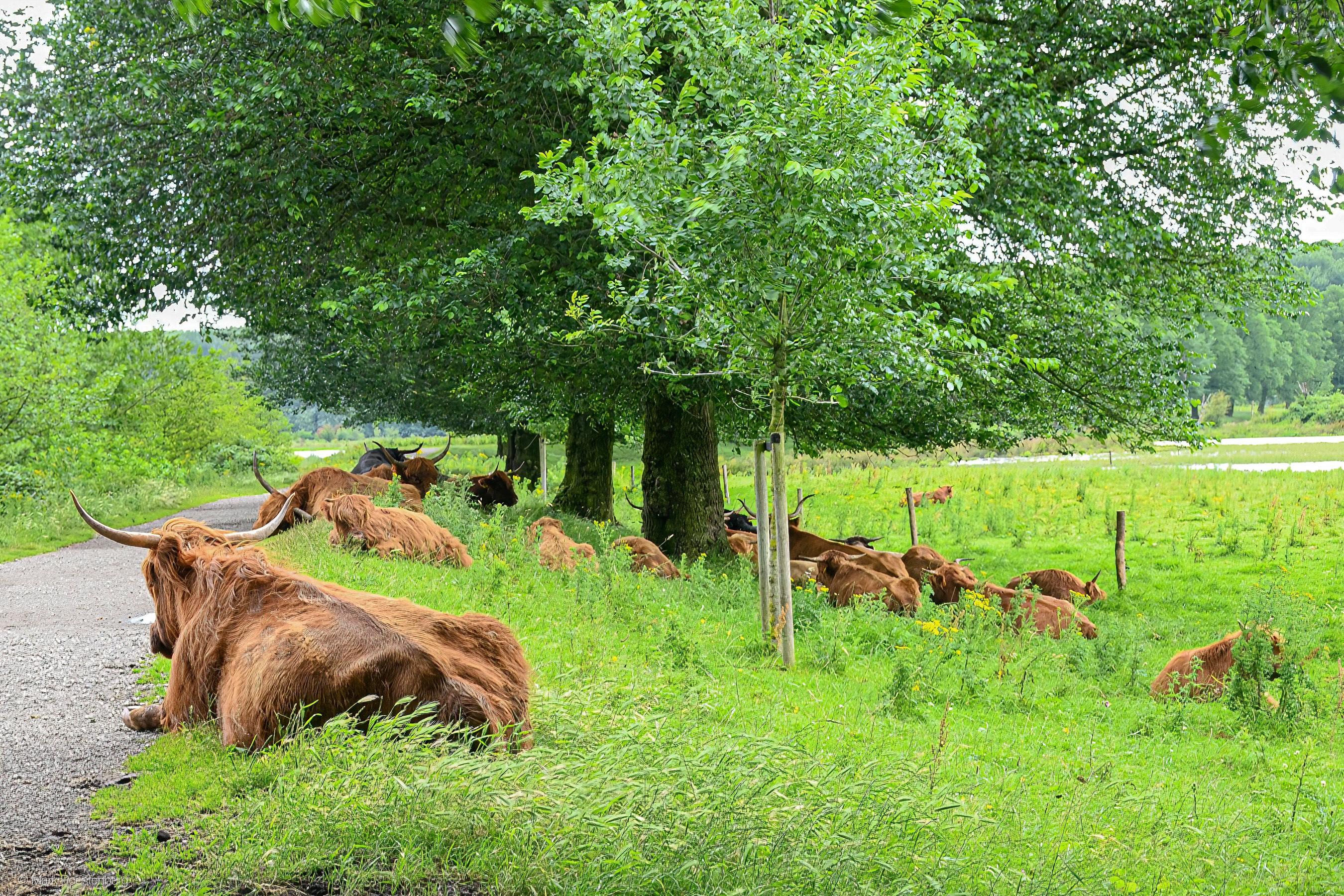 Runderwandeling - zaterdag 12 sept. 13.30 uur in  Broekpolder Vlaardingen