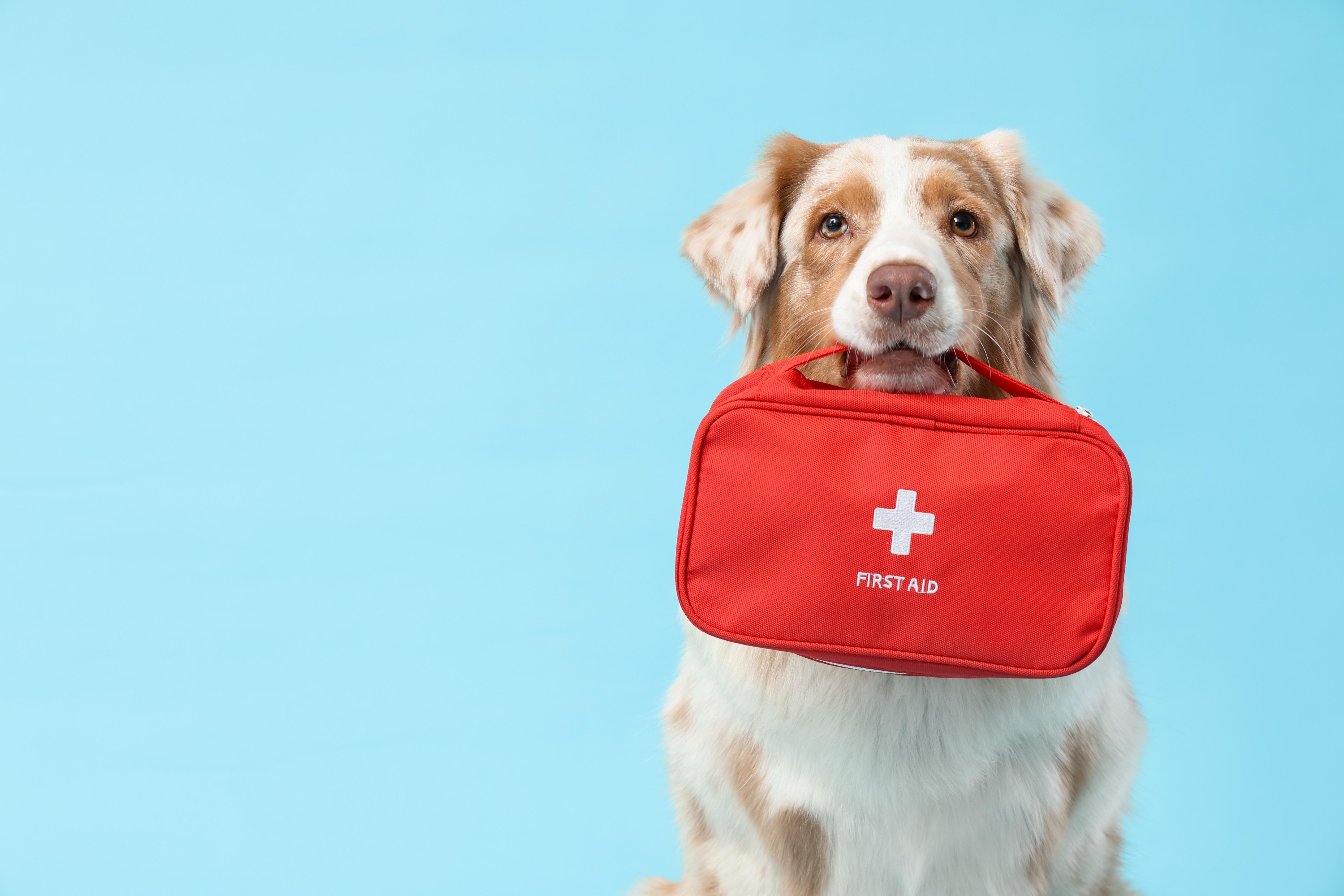 EHBO-opleiding voor honden