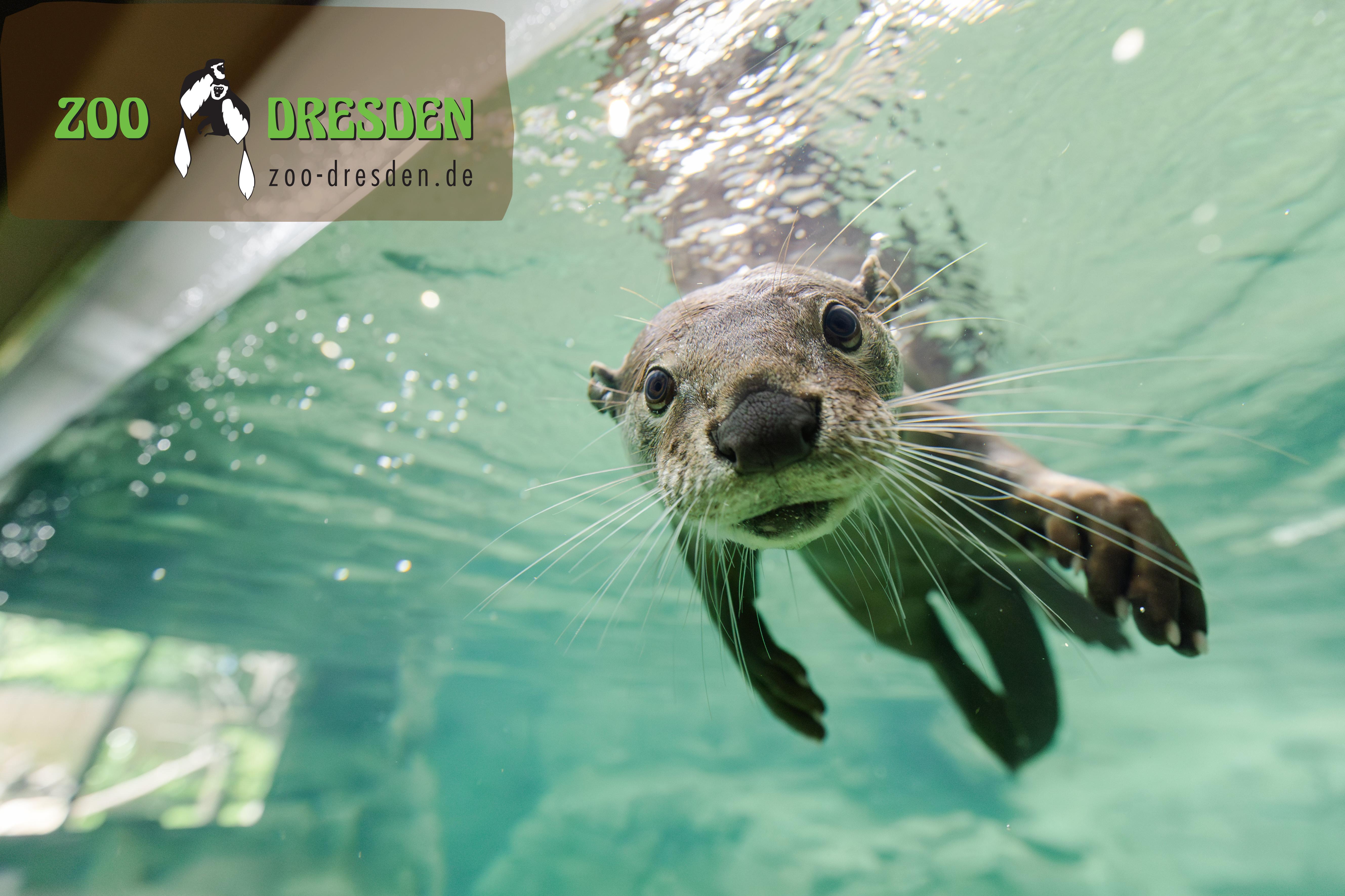 Comuneo Entdeckertour: Neues im Zoo Dresden