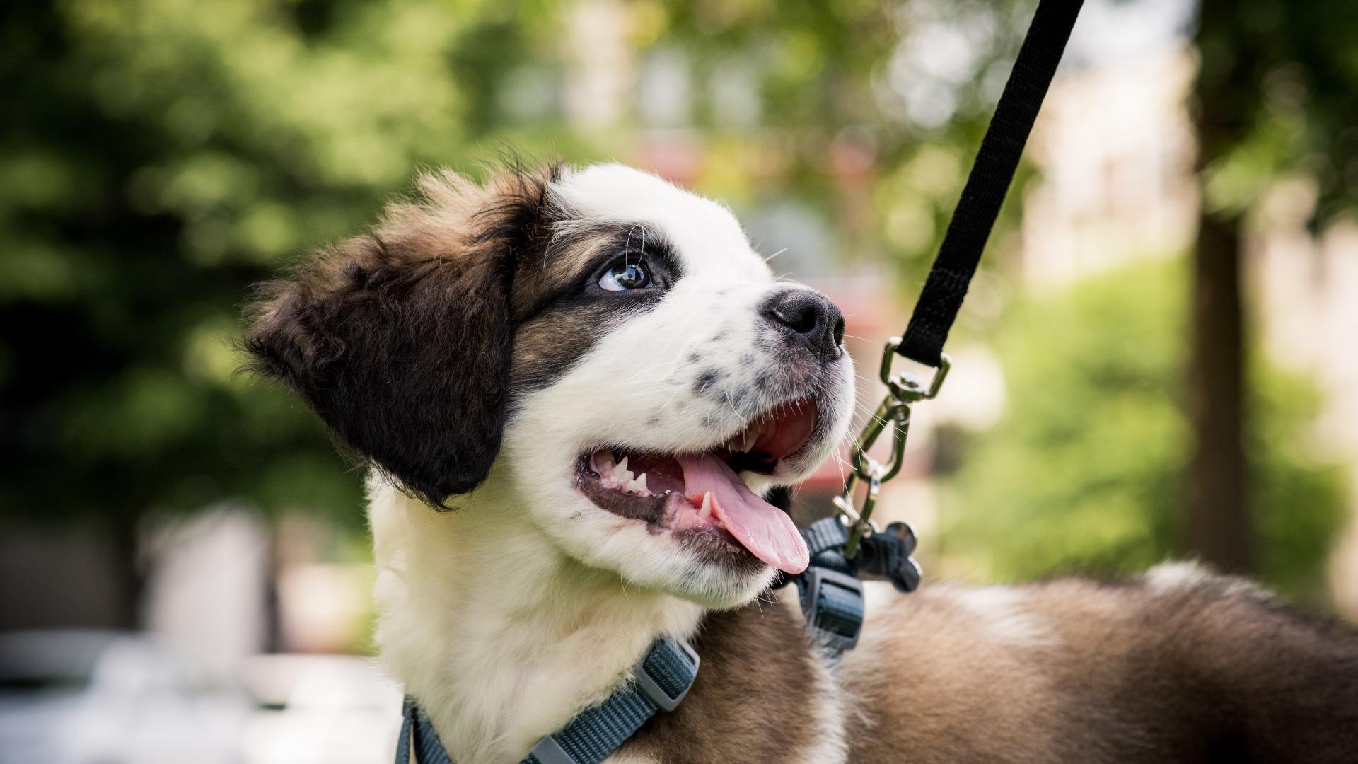 Individuele wandelconsultatie: Rustig op stap met je hond