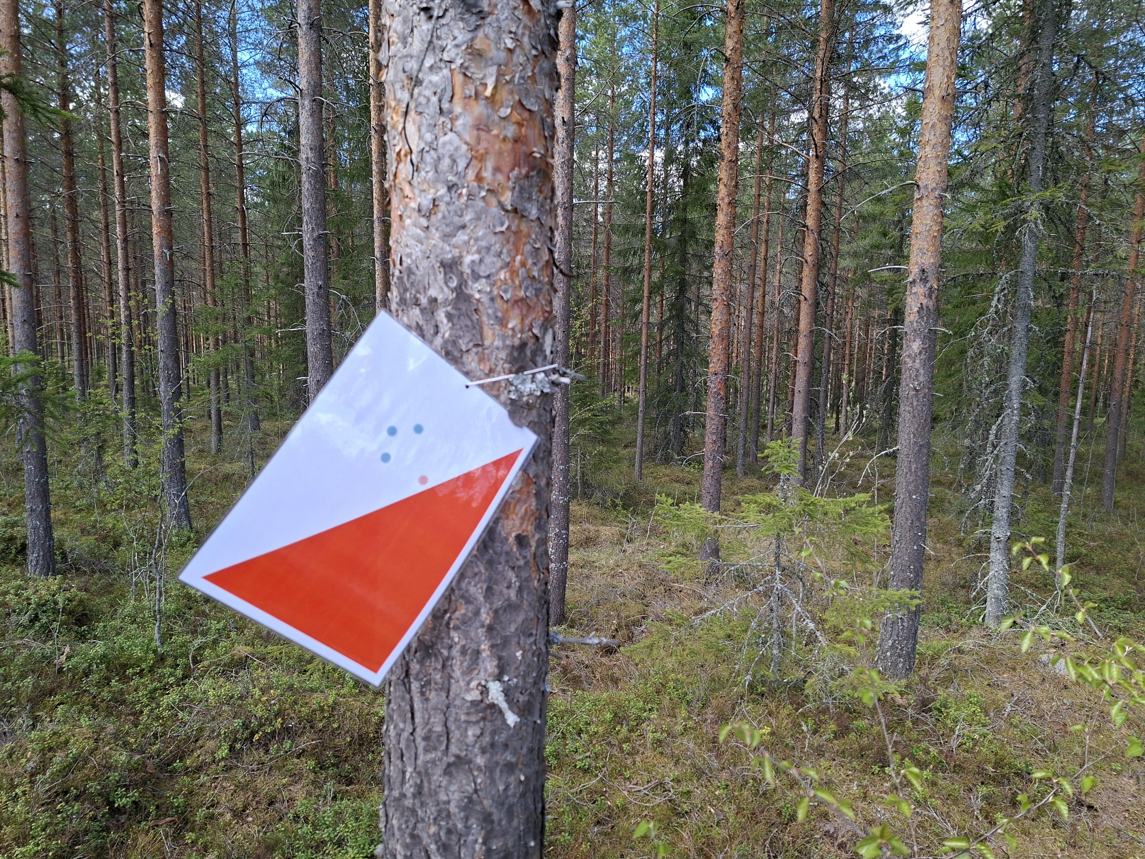 Call Out for Playful Forest Research Partcipants
