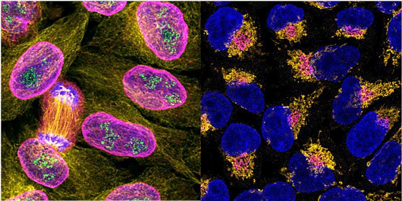 Immunofluorescence Workshop: Make your data glow!