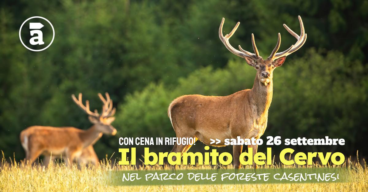 Il bramito del cervo, nel Parco delle Foreste Casentinesi